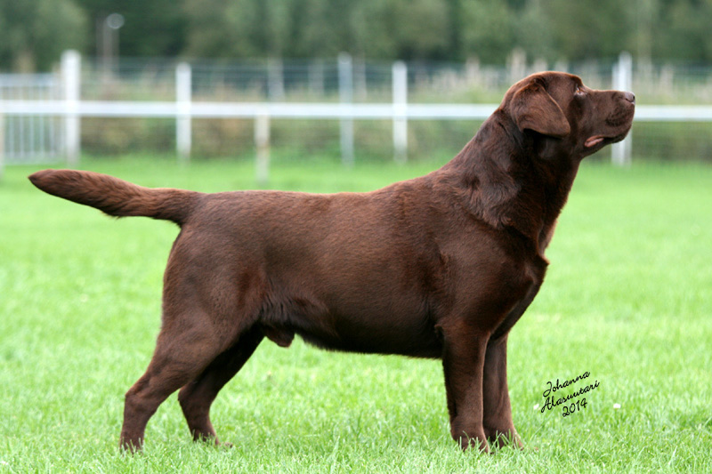 Midnight Sun Labrador... - Midnight Sun Labrador Kennel