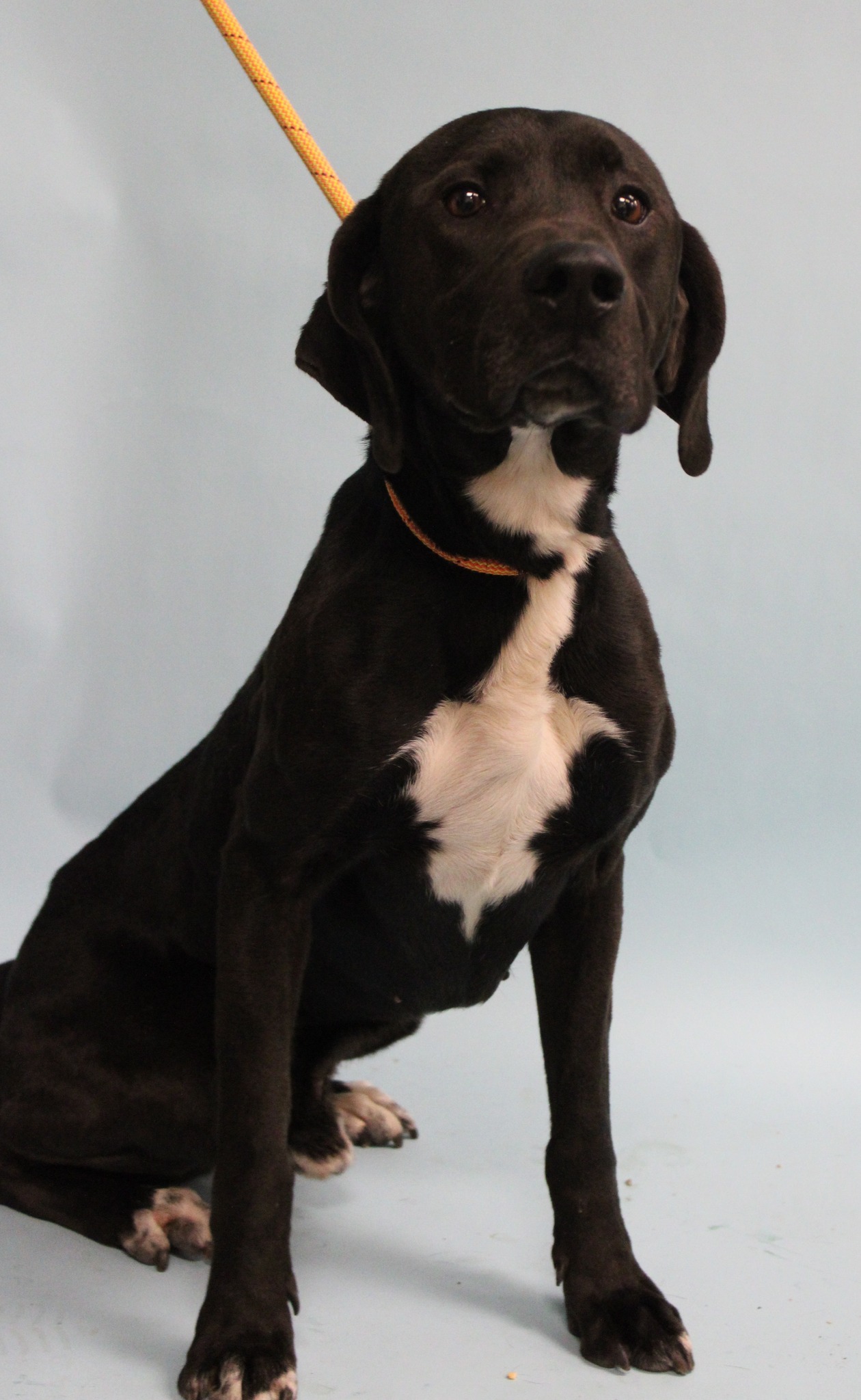 Charles - *******UPDATE*********ADOPTED******** 🚨 Tacky Jack (5 y/o ...