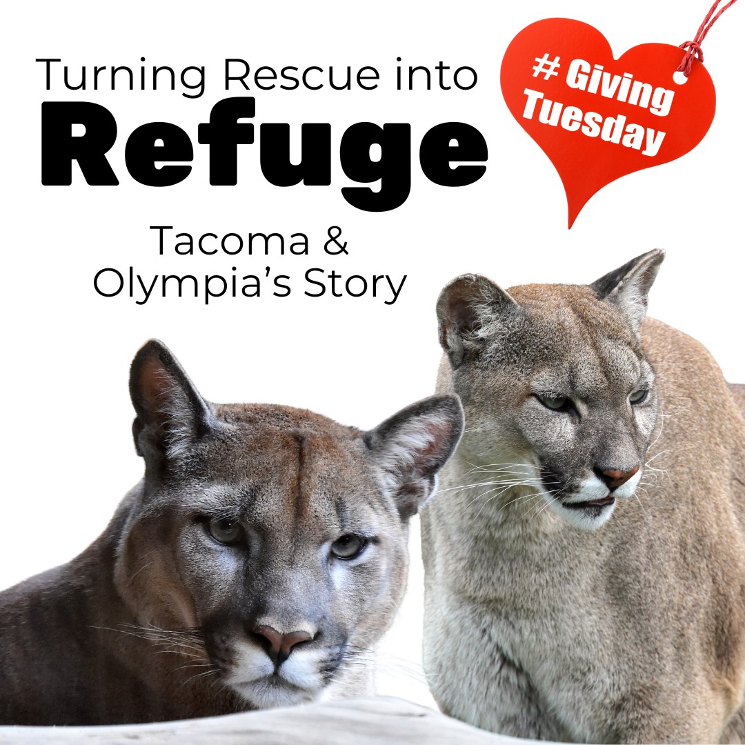 Lake - Tacoma & Olympia's Story From Tragedy in the Wild to Rescue ...