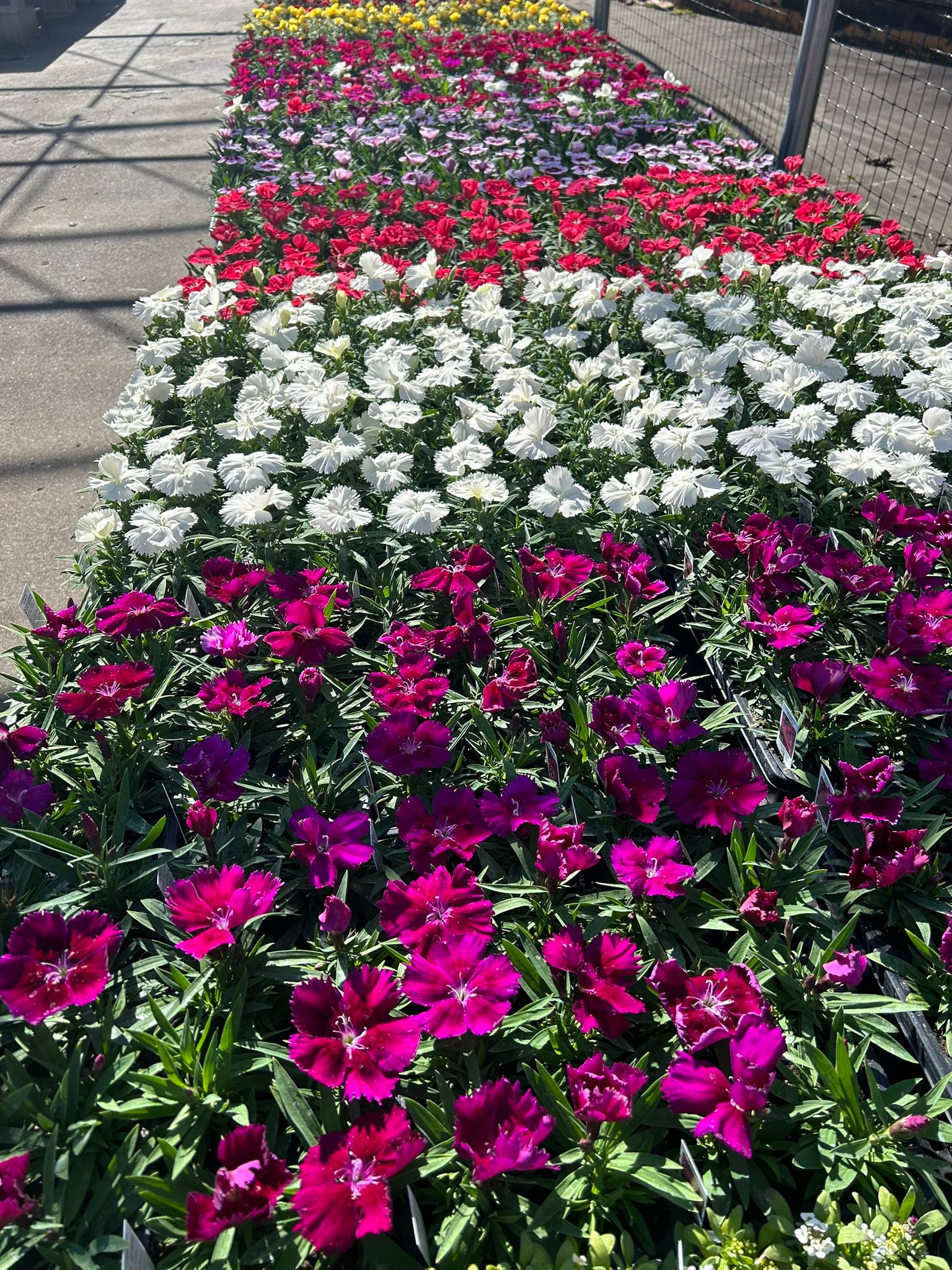 Flora Park Garden Center is... - Flora Park Garden Center | Facebook