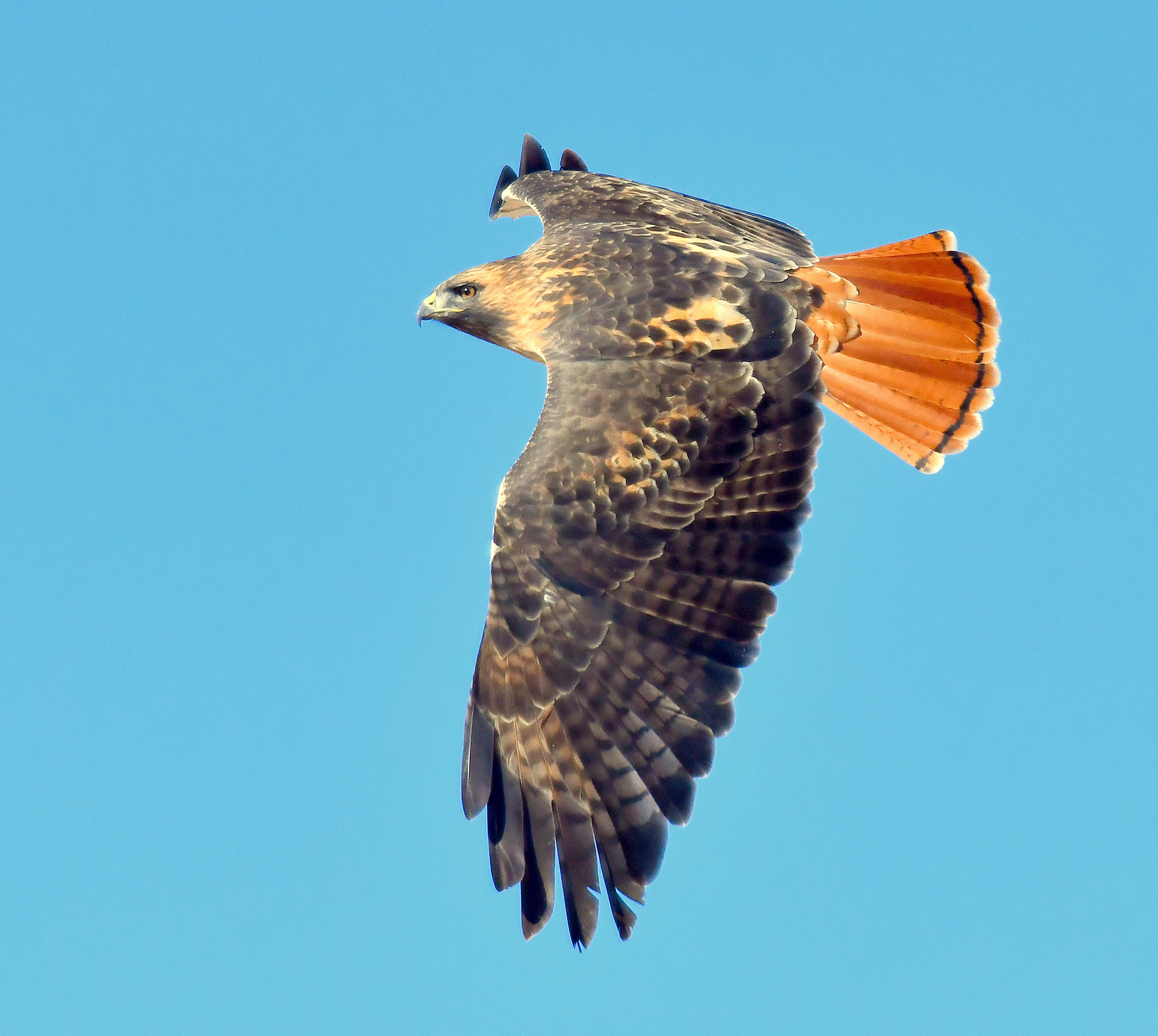 Hawks - The Red-tailed Hawk’s broad wings and tail are on full display ...