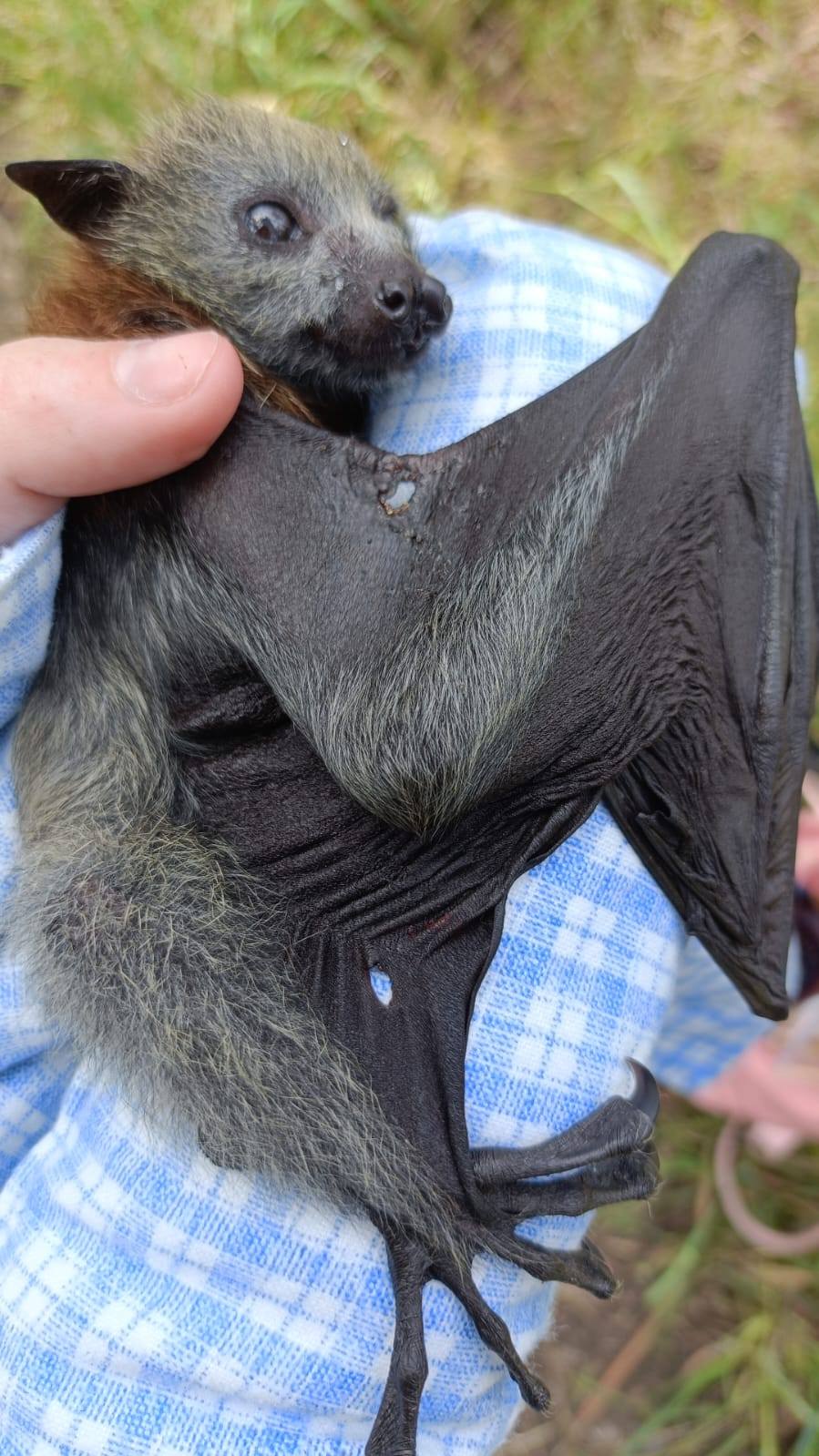 Microbats of Melbourne - ADOPTED! | Facebook