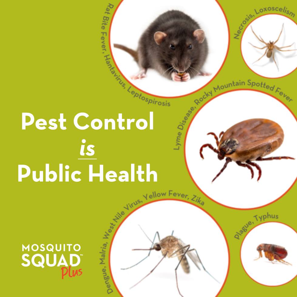 Mosquito - It's National Aedes Mosquito Awareness Day 🦟 Mosquitoes and ...