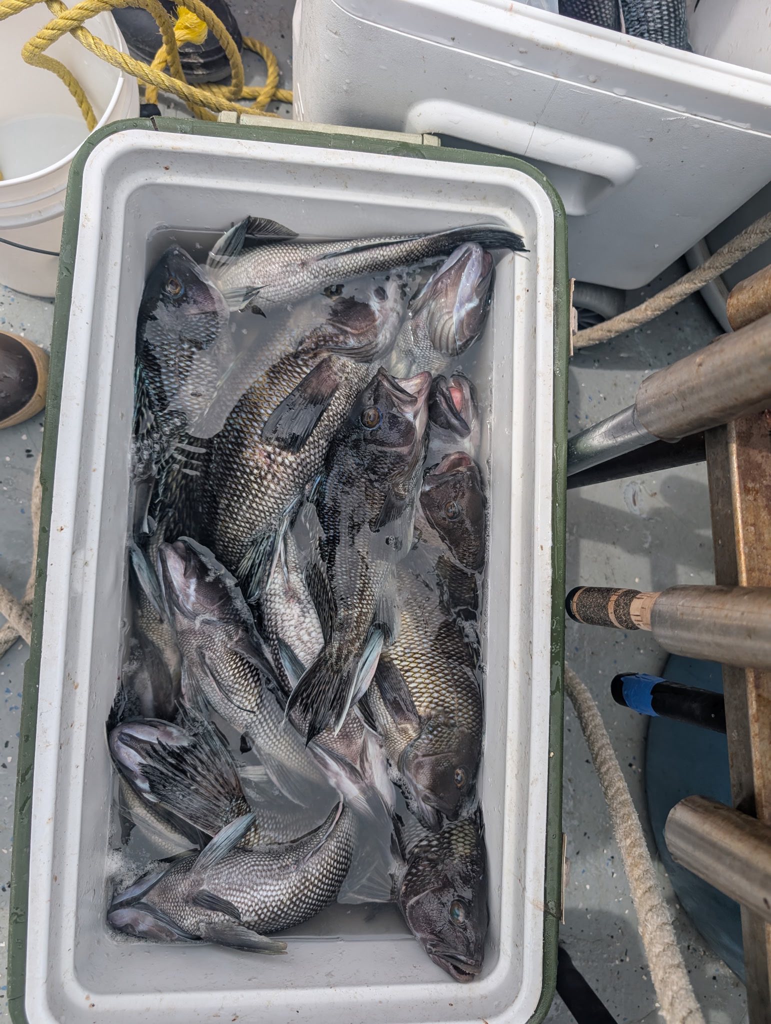 BIG Mohawk, Belmar N.J. - 5/18/20. Caught some beautiful “head fish ...