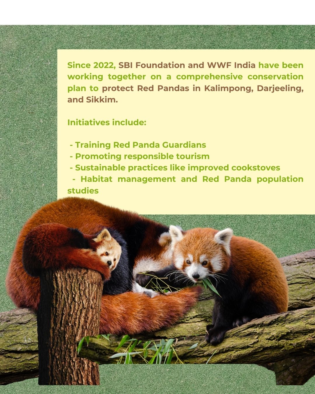 SBI Foundation - The Red Pandas, affectionately known as... | Facebook
