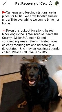 Gordon Setter Club... - Gordon Setter Club of America Rescue