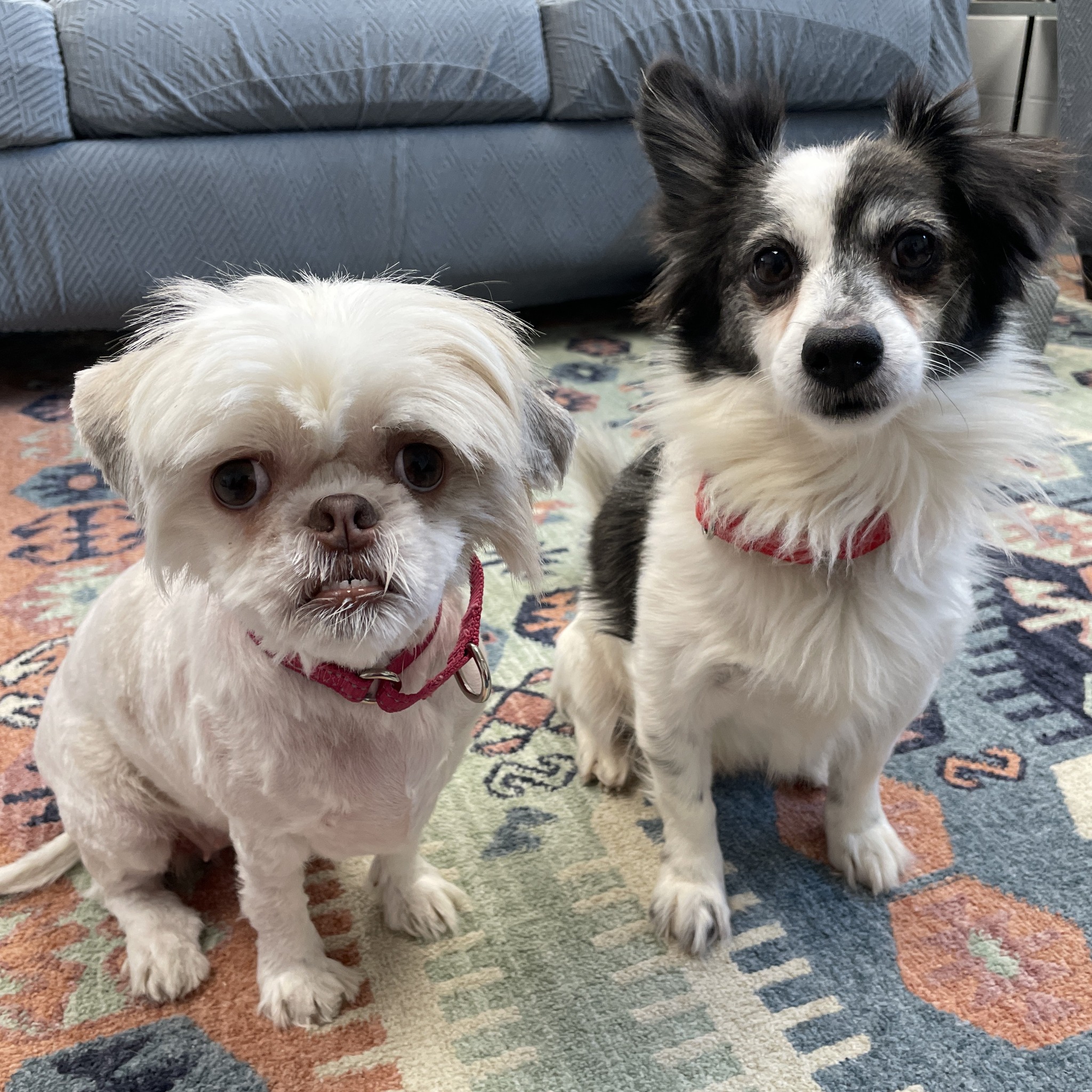 DuPage - ***Adopted Bangs & Mullet ***BONDED PAIR*** Intake type & date ...