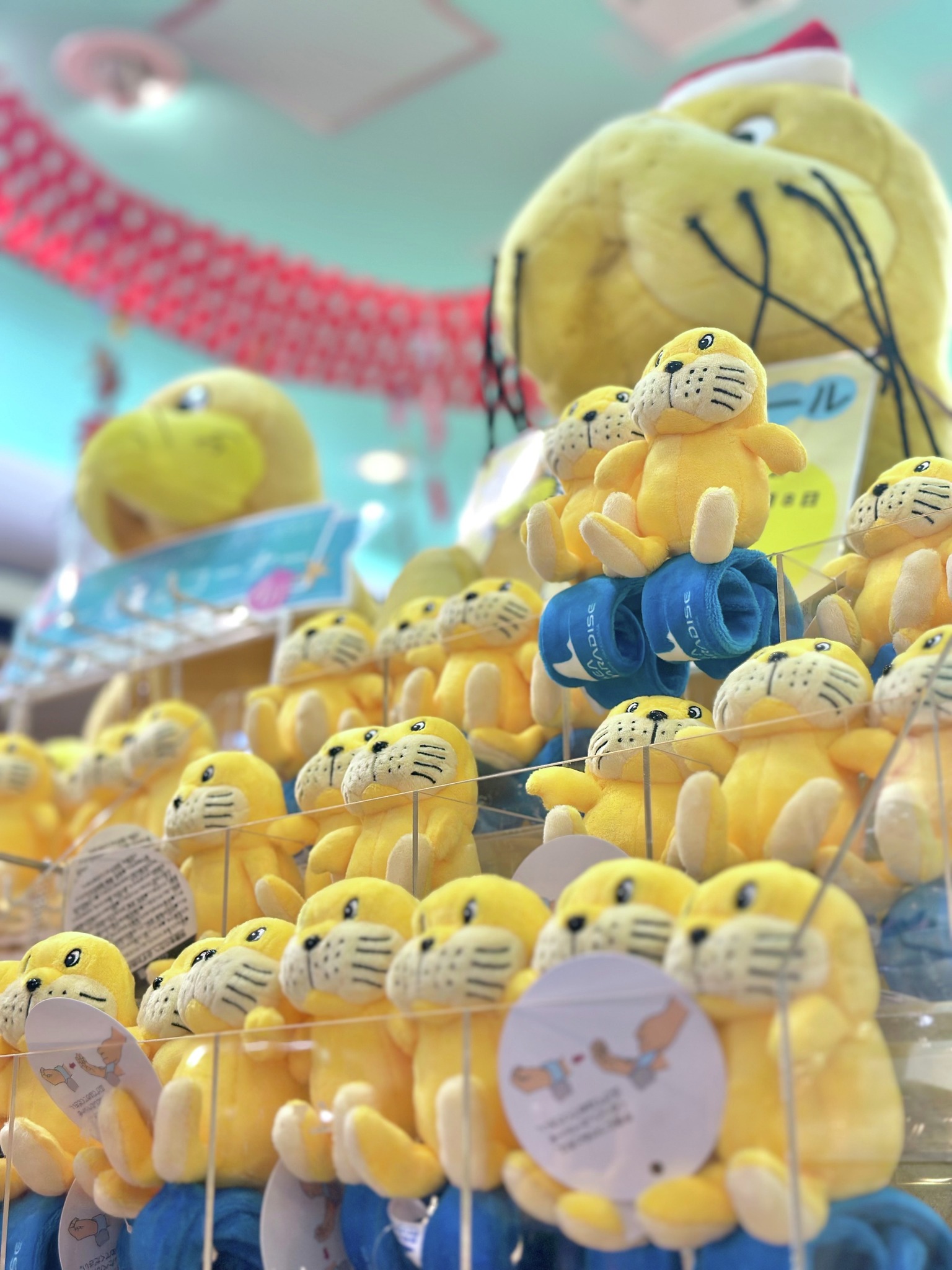 💥💛シーパラ シー太コーナー爆誕💛💥 ついに…ついにできました