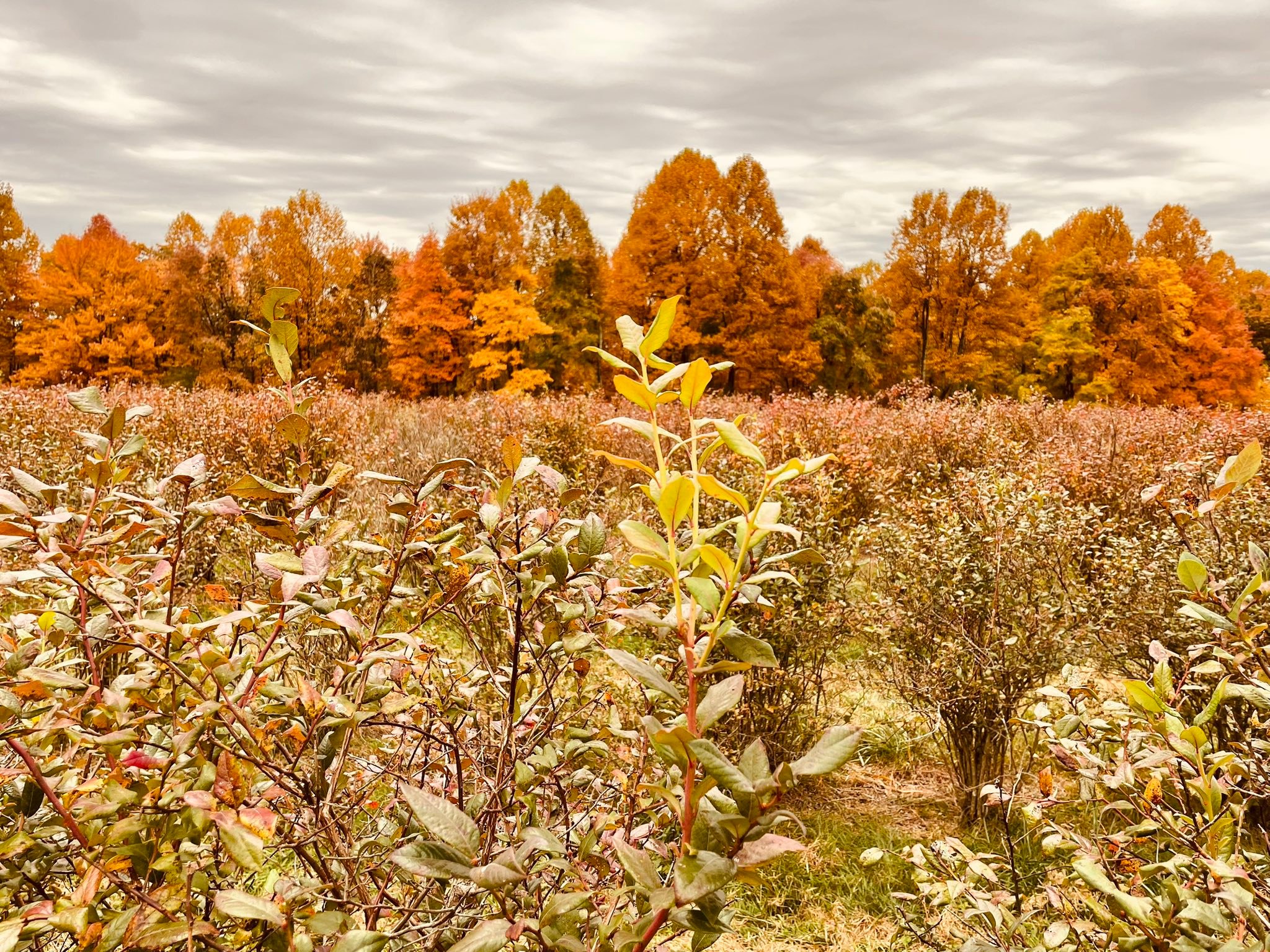 Blueberry Ridge Farm | Fairmont WV