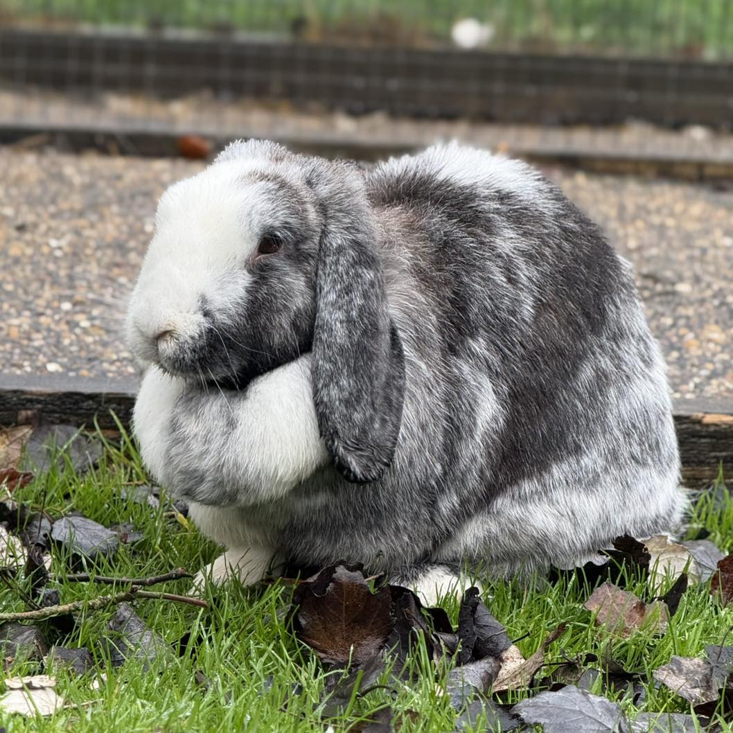 Aldenham - Even as the colder months draw in, our rabbits stay nice and ...