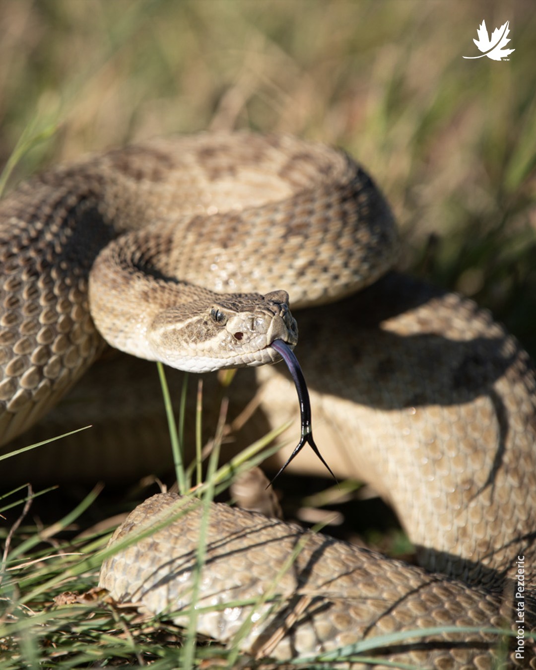 Nature - (Le français suit) The plains rattlesnake is an incredible, at ...