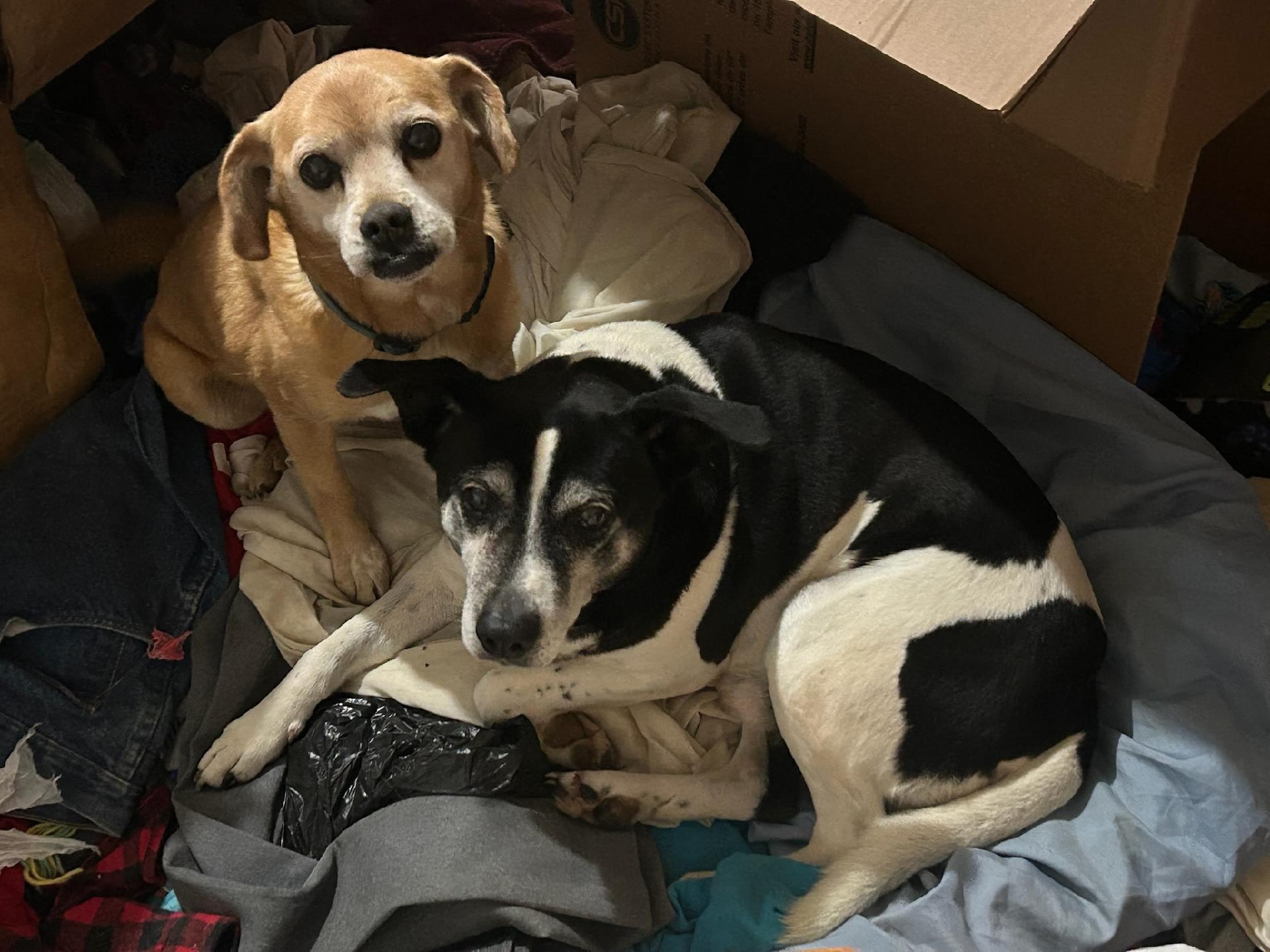 **Community Post**... - Floyd County Humane Society, VA | Facebook