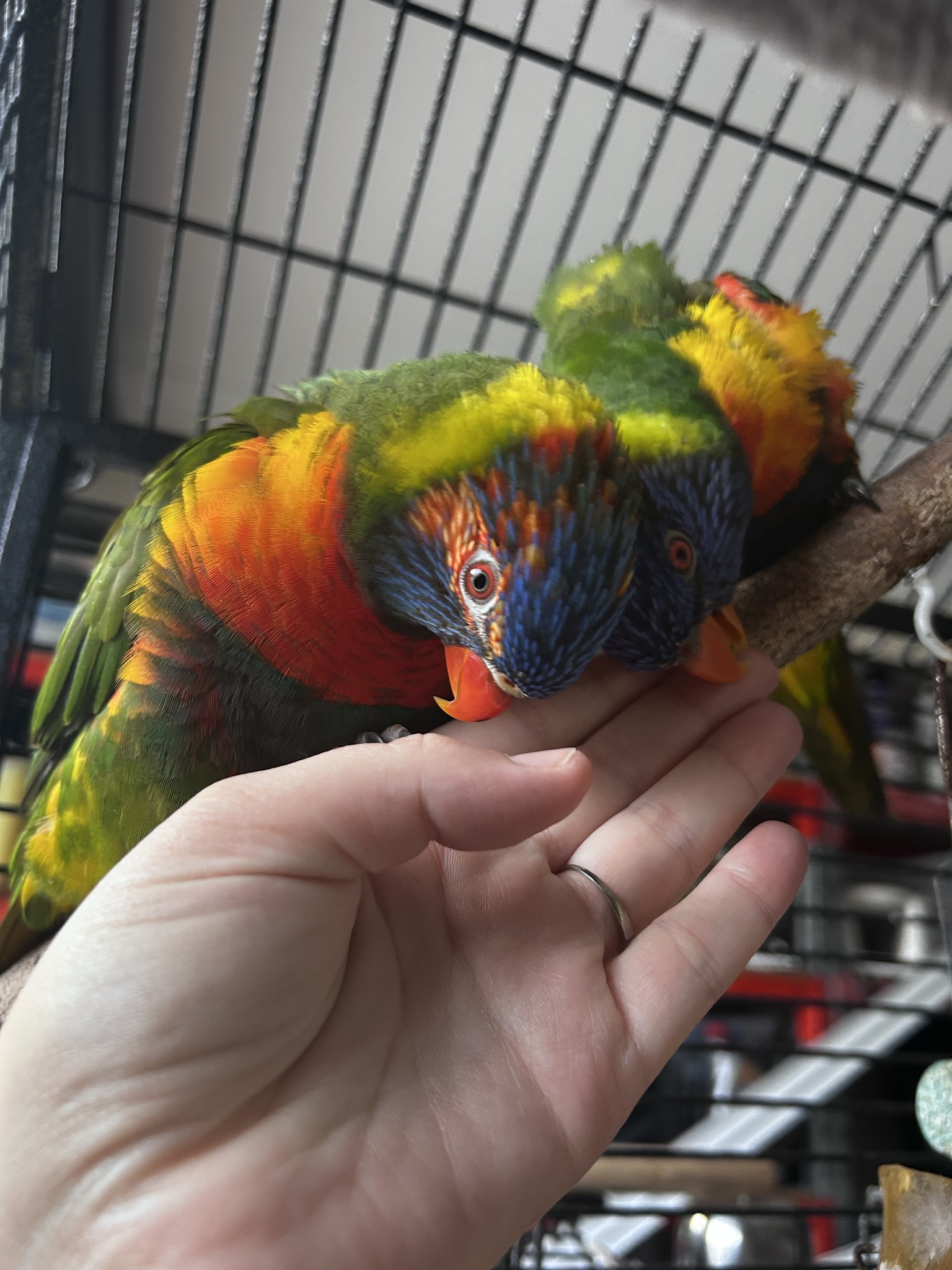 Photo inspiration: Visual Reference: Parrot Rescue Centre Tracey Has Now Been Adopted In Nsw