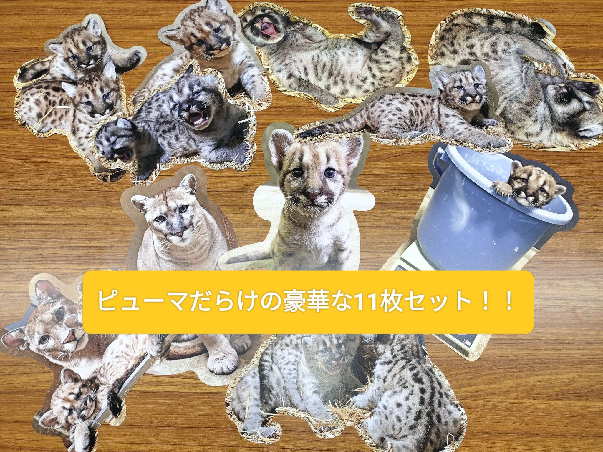 インパクトのある大きさで大変好評のダイカットポストカード！ついに