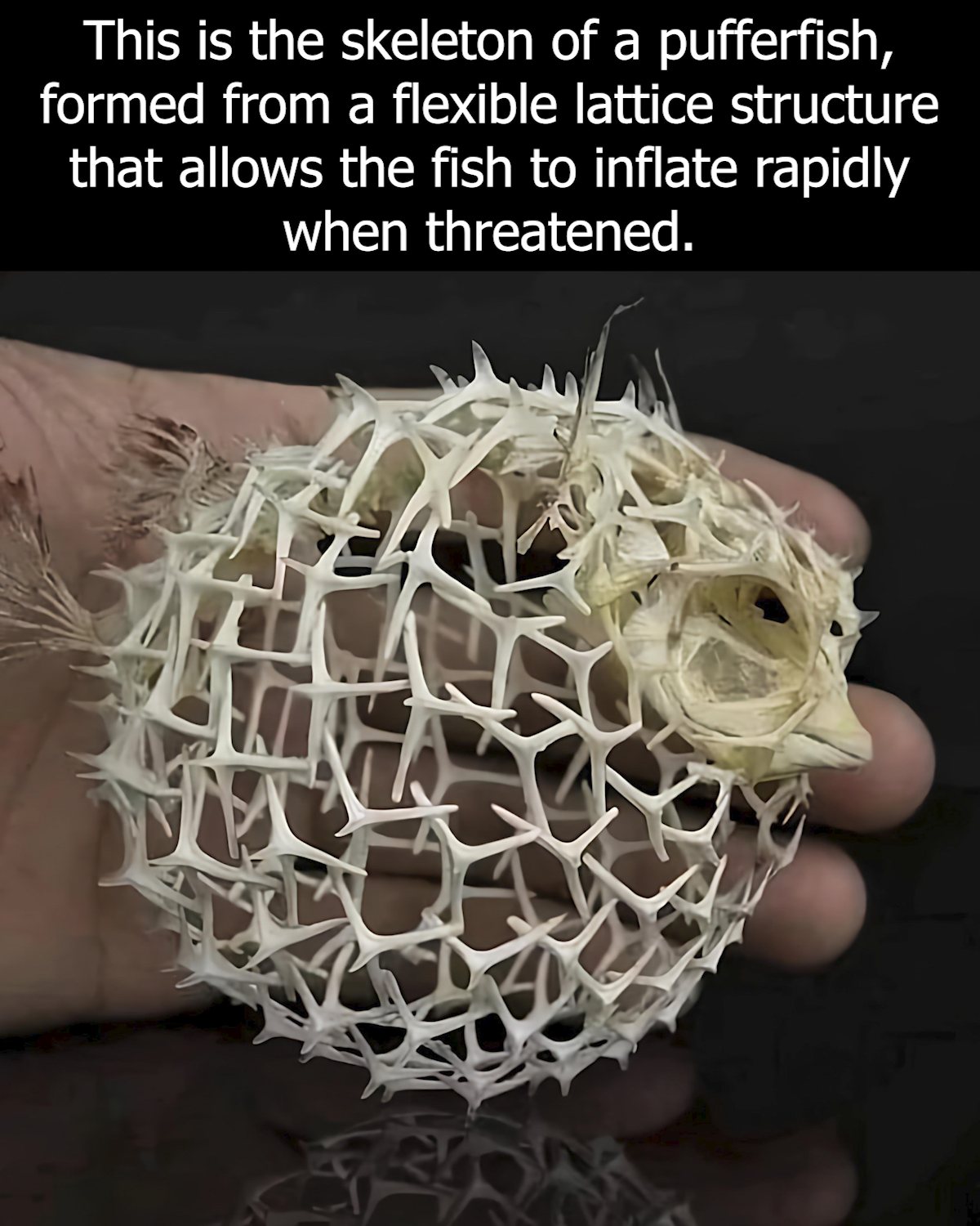 Safari - This image shows the skeleton of a pufferfish, made of a ...
