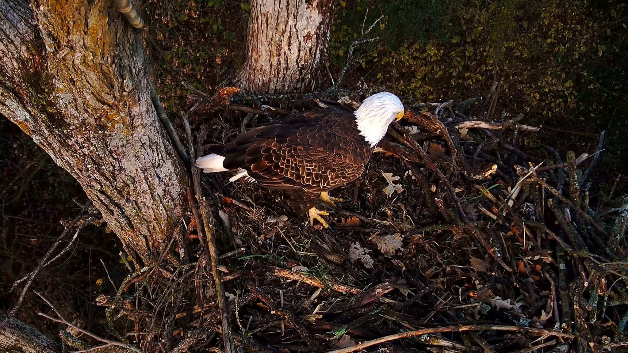 Raptor - October 29: The North nest is growing, but still unstructured ...