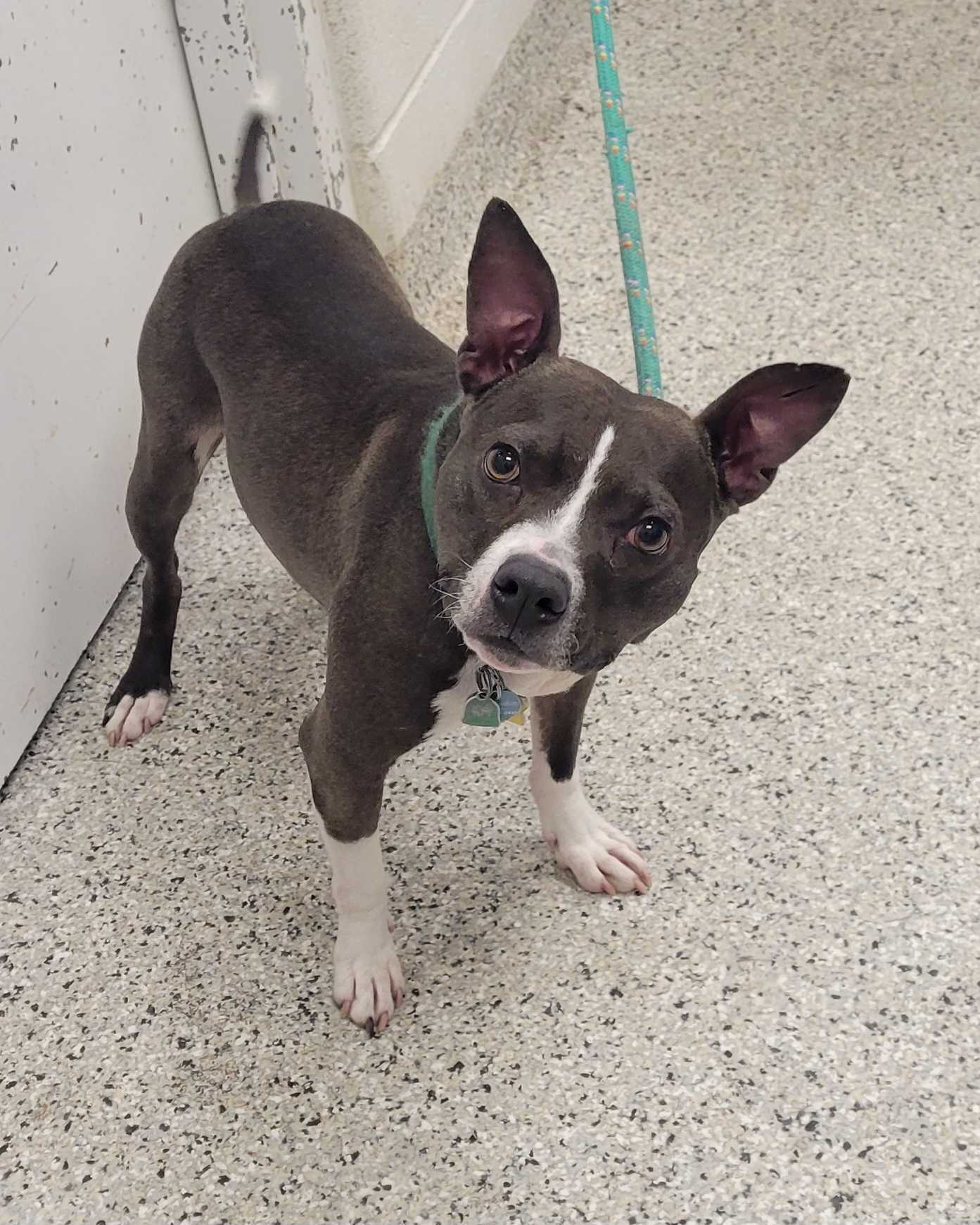 KC Pet Project - Lost & Found - Animal ID: 46378957 Species: Cat Breed