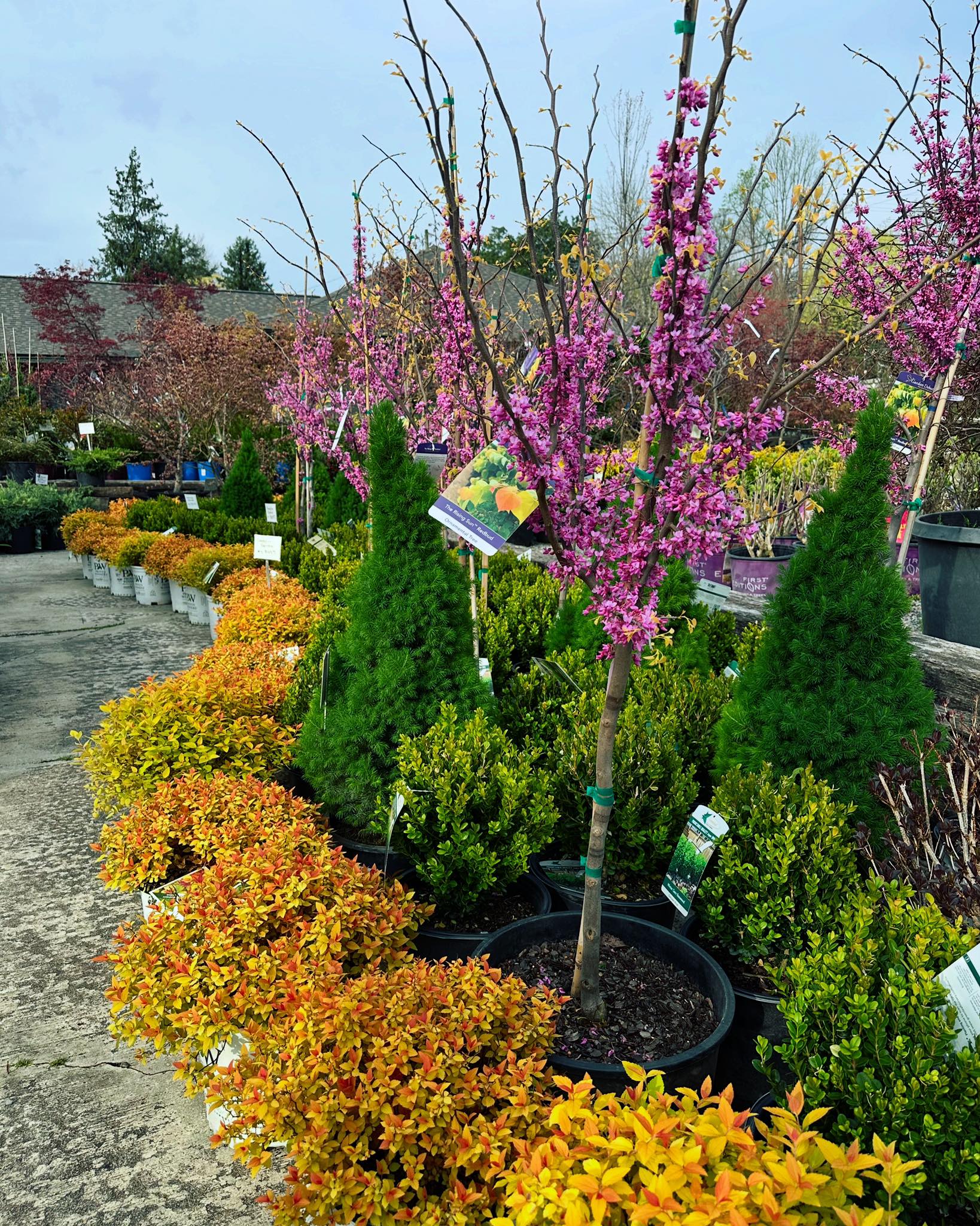 A perfect Spring day for checking... - Thress Nursery Gardens | Facebook
