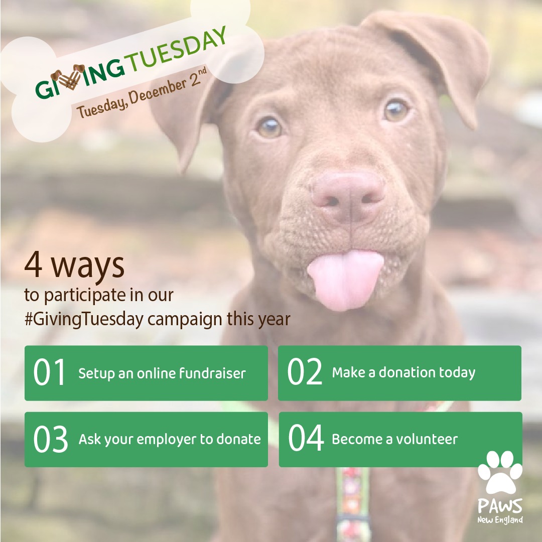 🧡🐾 On the Eve of Thanksgiving: Help Us... - PAWS New England | Facebook