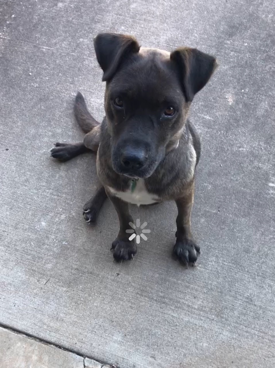 Cleveland - LOST DOG! Small brown part mountain cur with a white blaze ...