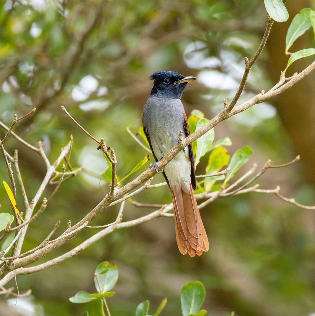 Wild Bird Club Malaysia - WBCM | Raptor ID :- Japanese Sparrowhawk ...