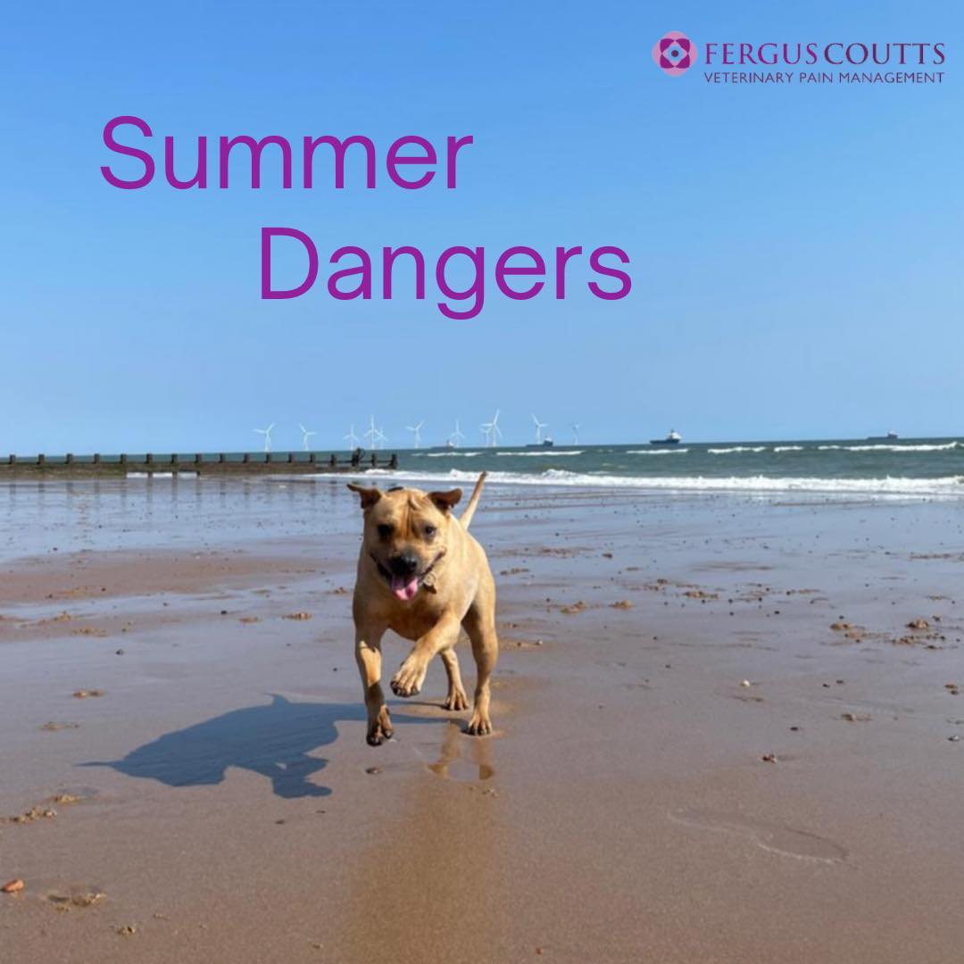Dogs Excessively Shaking When Hot In Summer photo