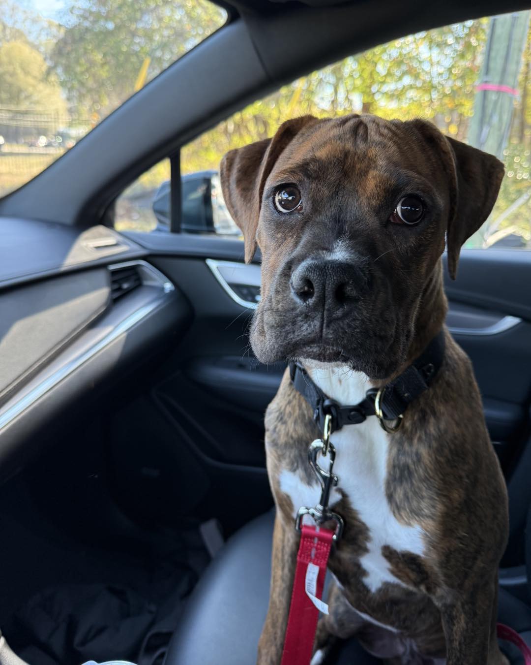 🎉 FREEDOM RIDE ALERT! 🎉 Welcome... - Atlanta Boxer Rescue | Facebook