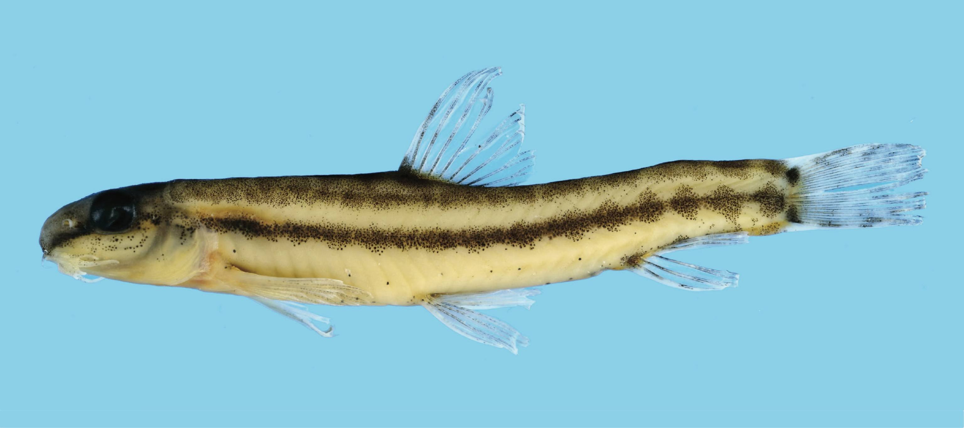 ライブ写真「11」 New species of loach discovered in Laos