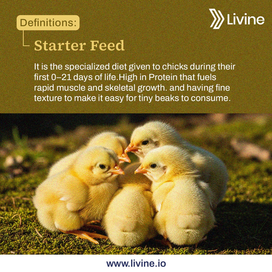 Did you know? Starter feed is... - Livine Poultry Software | Facebook
