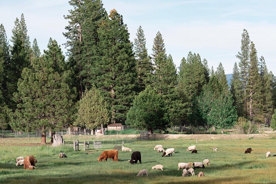 Harvey Ranch | Calpine CA