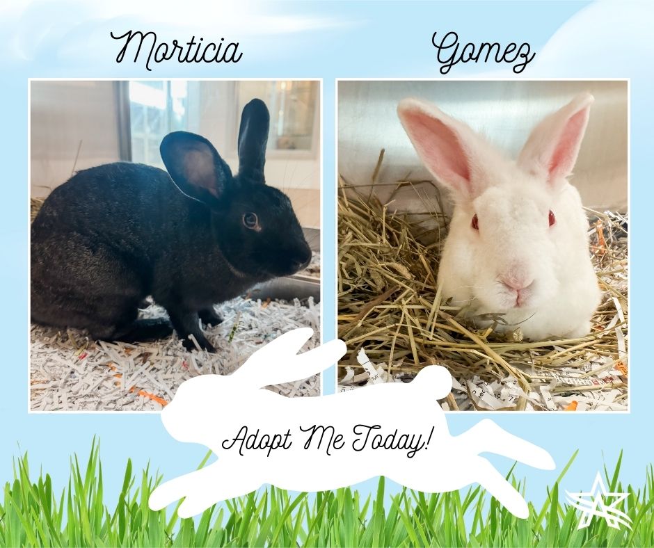 City - BUNNY UPDATE: Morticia has been adopted (yay!) but Gomez is ...