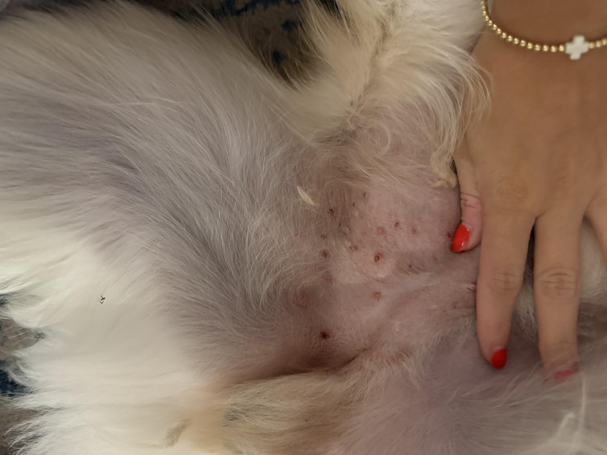 bright pink spot on skin after b12 injection in dogs What could be causing spots my dog a rabies shot? Size:360 Tablets Adult ADHD: Signs, Diagnosis Deutschland