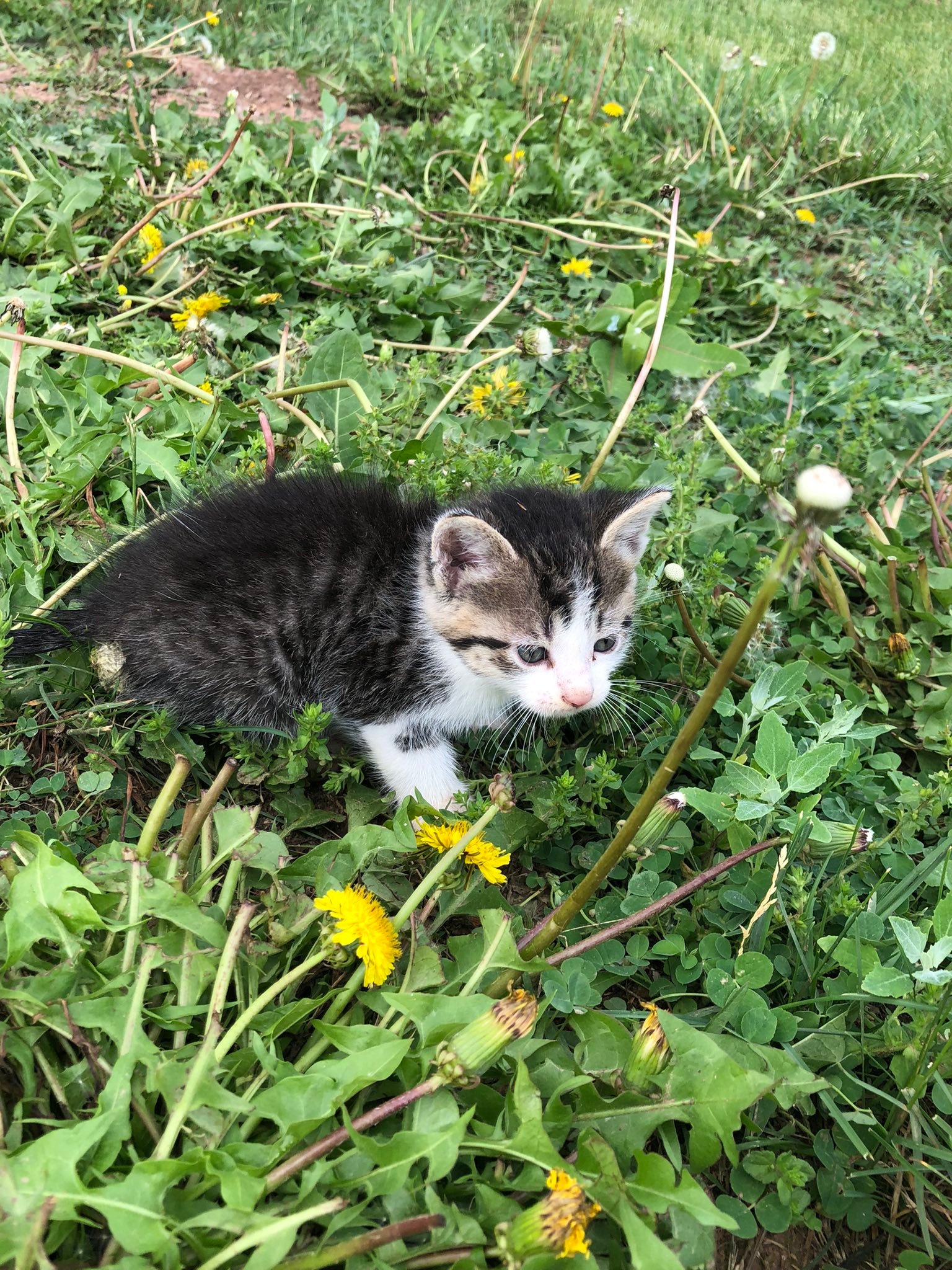 Day Spring Farm | Augusta WV