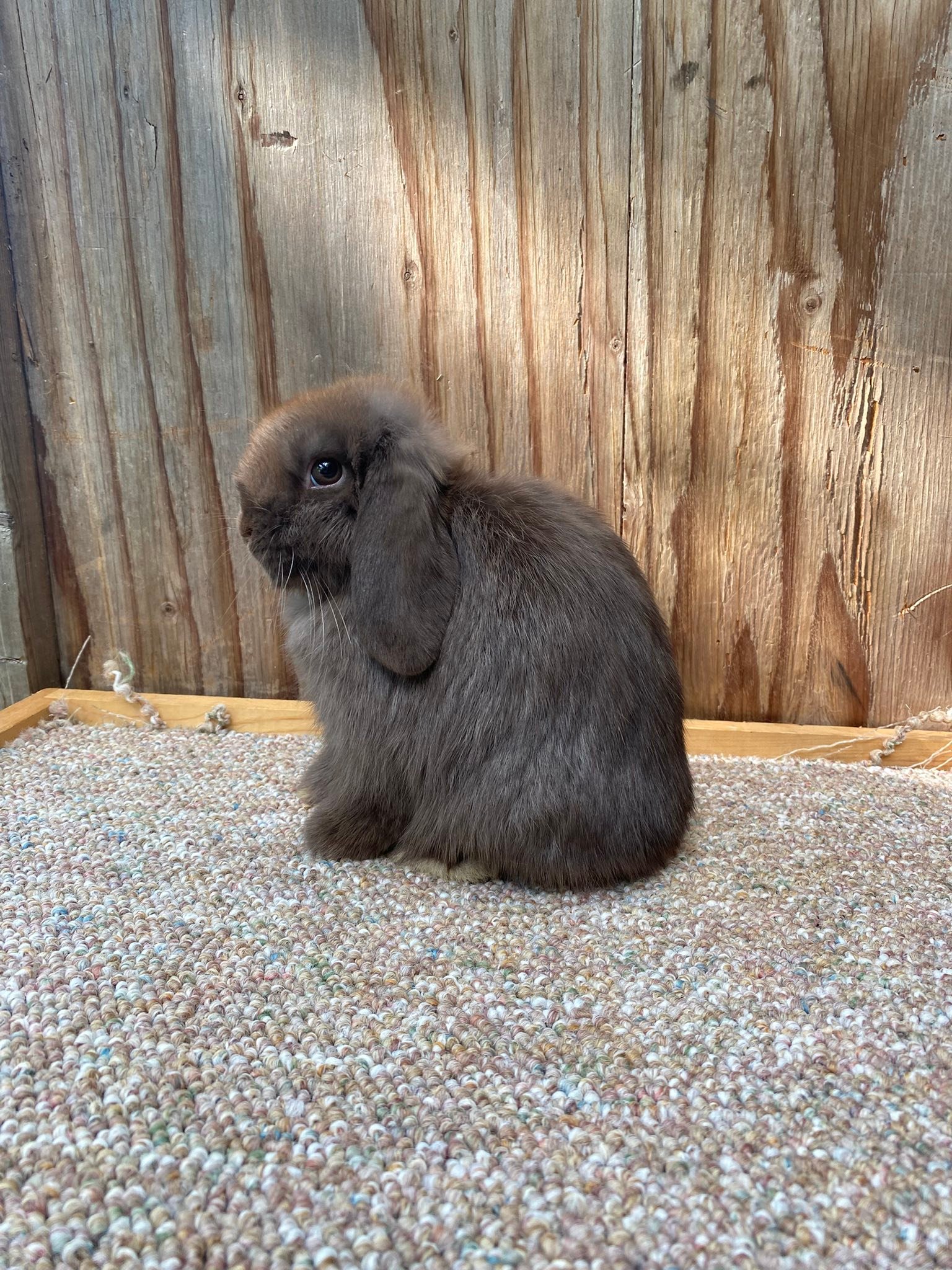 Willow Tree Rabbitry - Let’s start a little fun thread! Start off with ...