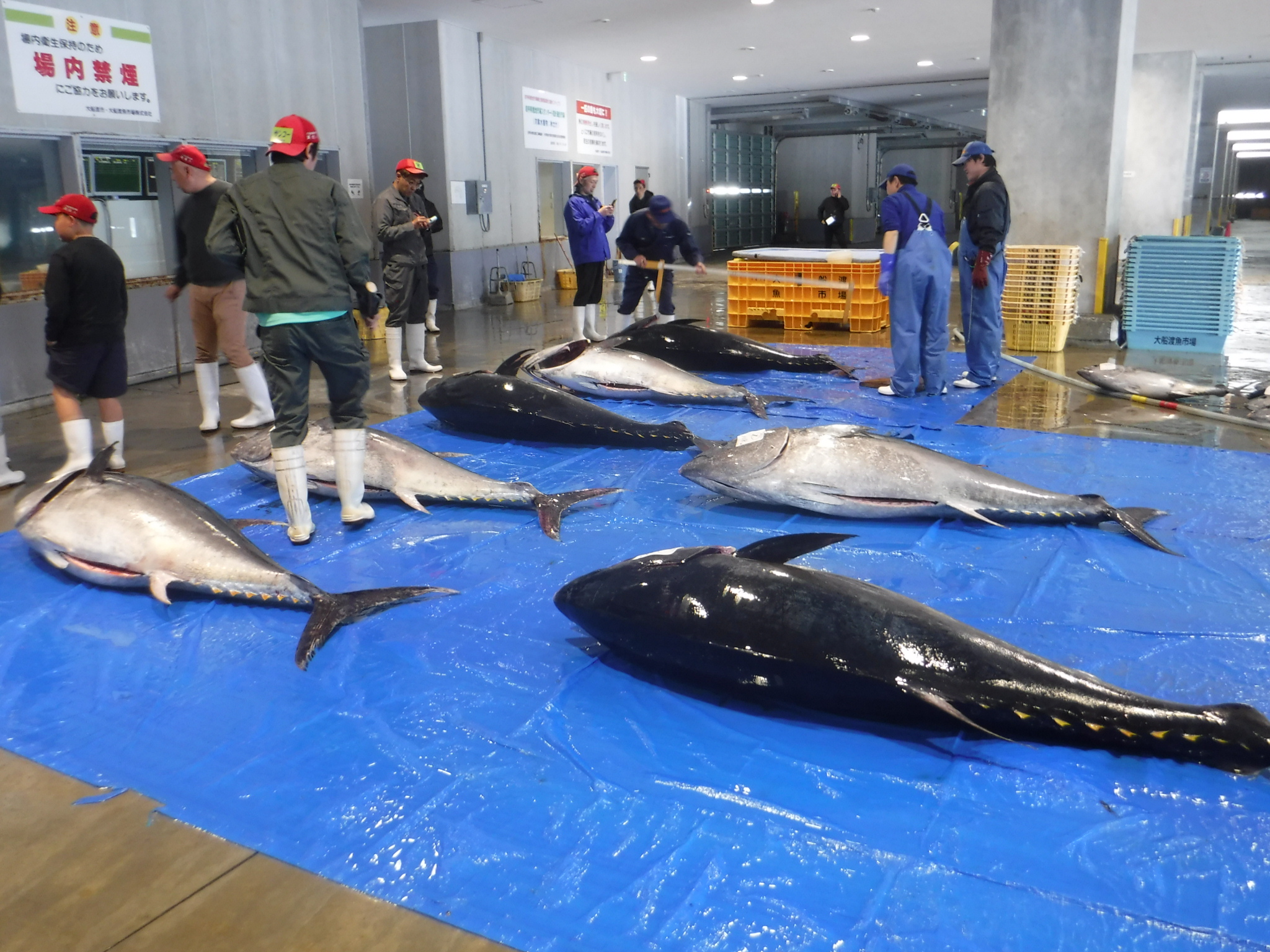 大船渡 魚 市場