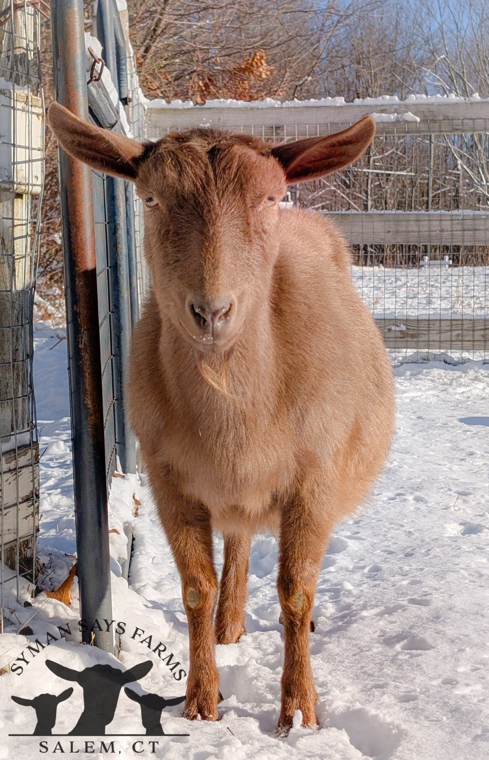 Once again, Dulce thinks her pregnancy... - Syman Says Farms | Facebook