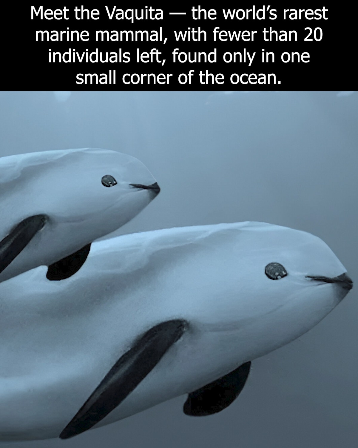 Safari - The vaquita is a tiny porpoise native to the northern Gulf of ...