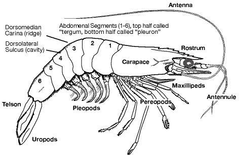 Biology - 🦐 External Morphology of Prawn – Easy Explanation! Prawns are ...