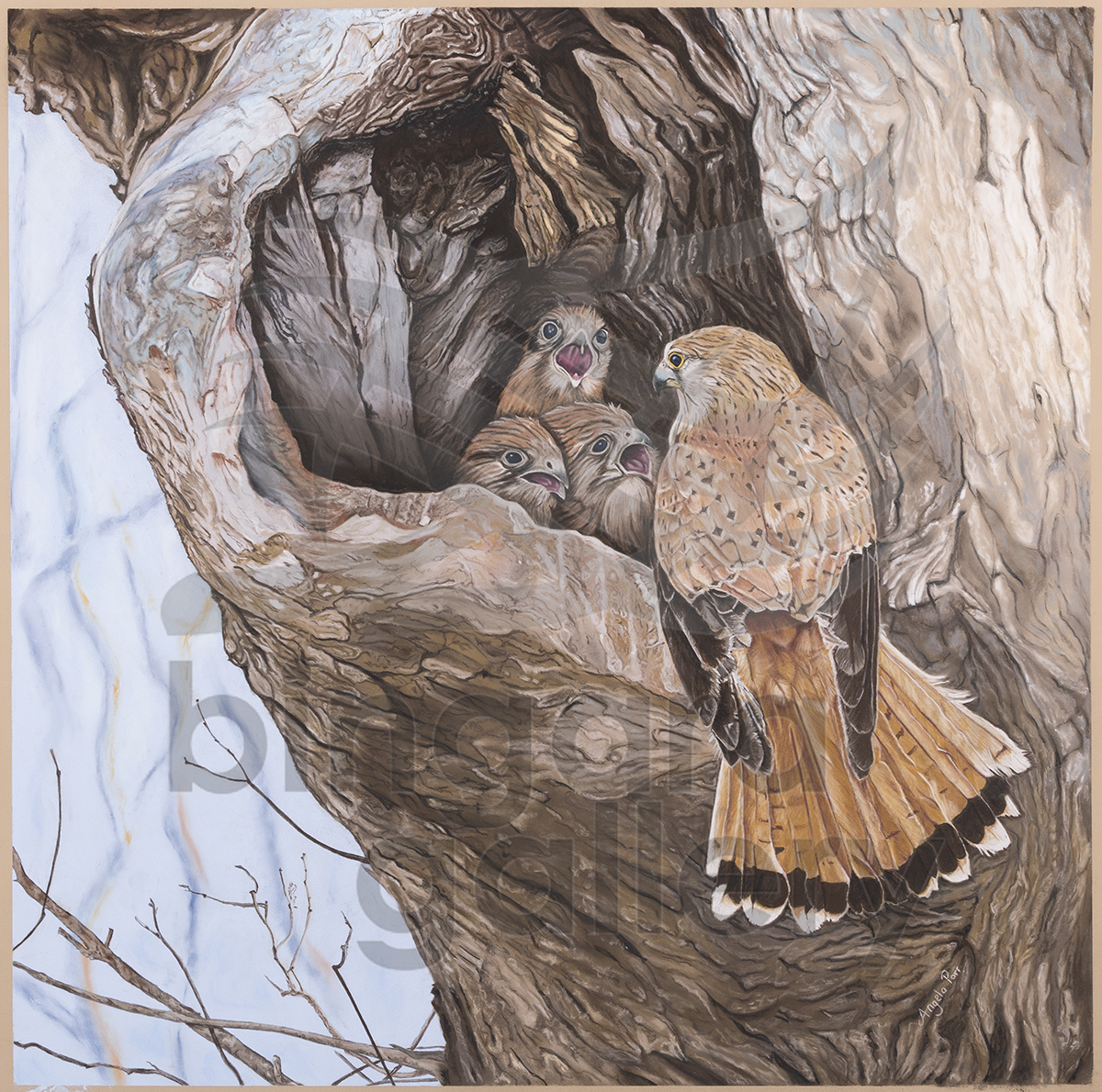 Angela Parr Artist at Bingara Gallery
