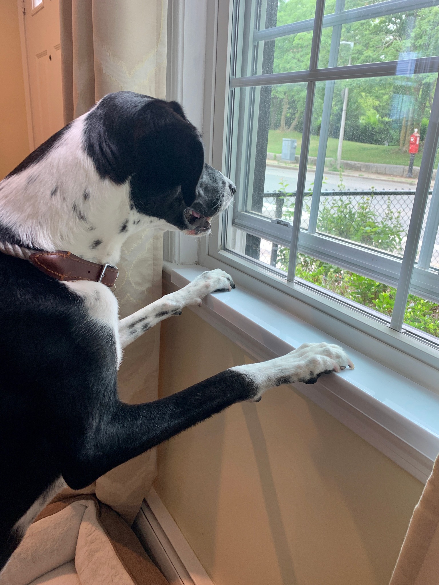 Sitemapcdatahttpsaktuelinfbizidwindow Sill Protector For Dogsnull