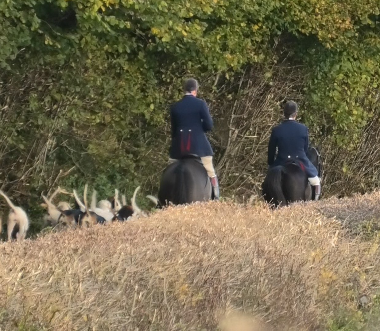 North Dorset Hunt Saboteurs... - North Dorset Hunt Saboteurs