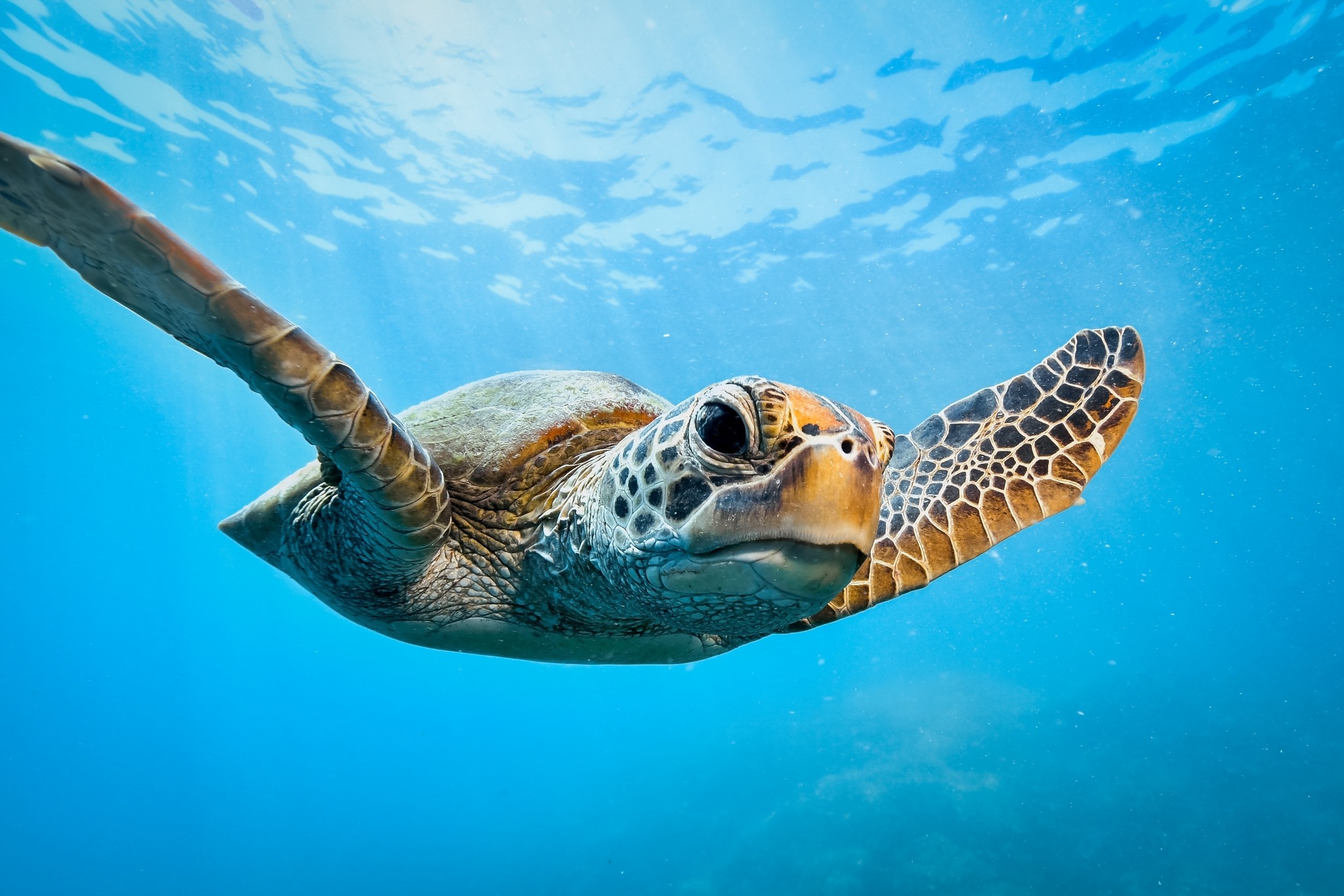Seattle - Lightning Talks: Sea Turtles is one week away! ⚡ Join us for ...