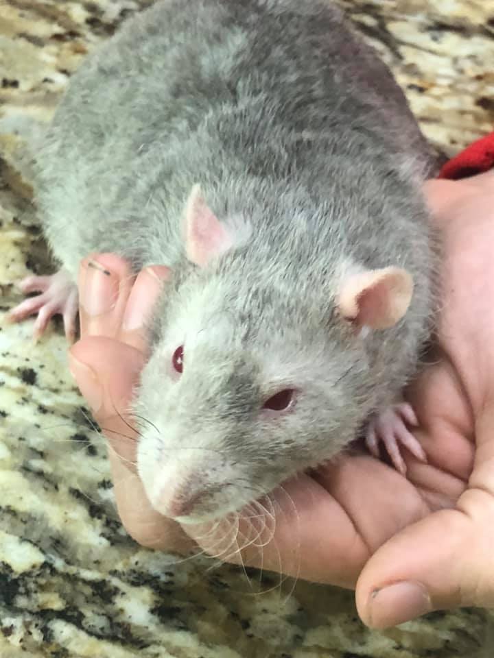 Sunshine Rattery | Ocala Historic District FL