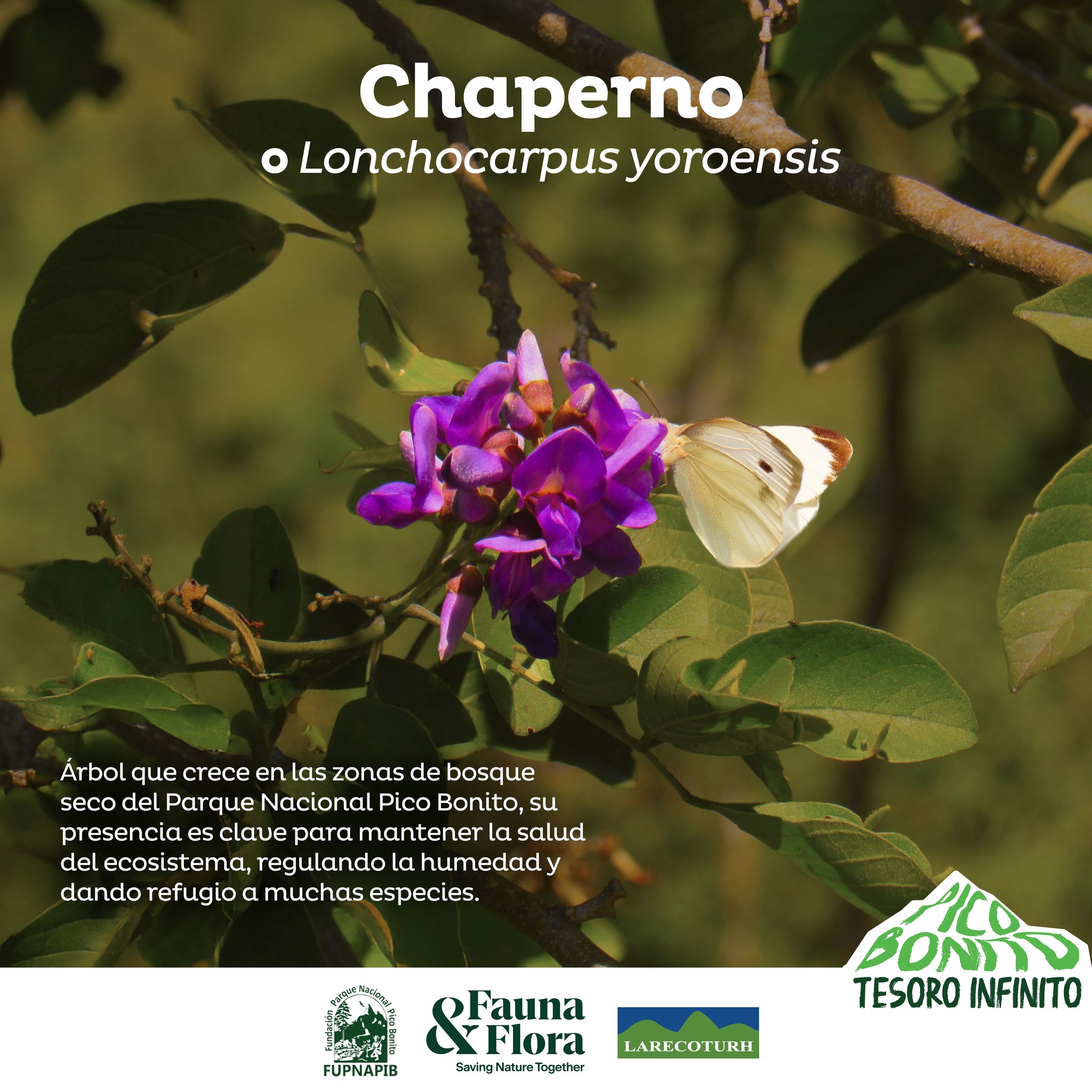 Fundación - En los bosques del Parque Nacional Pico Bonito ...