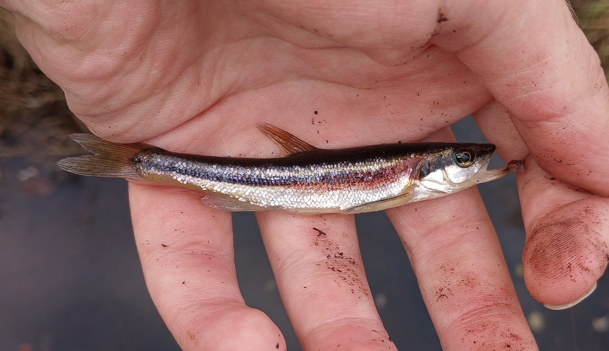 3 Felmlee Red Fin Minnow Rigged Bass Perch Trota Esche Da Pesca Spinner