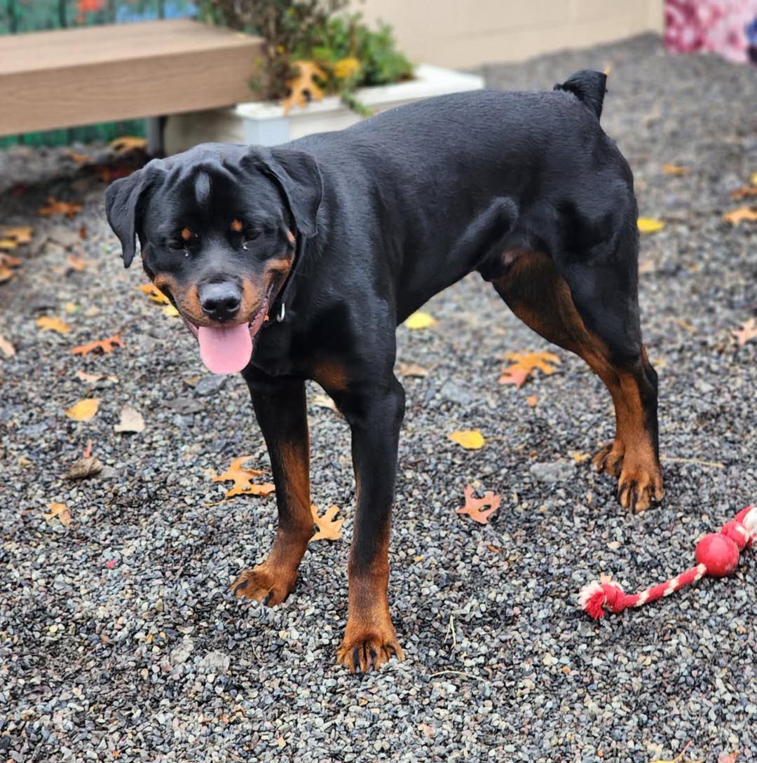 SPCA - ADOPTED Big Mac is such a stunner! 🍔 He’s a male Rottweiler mix ...