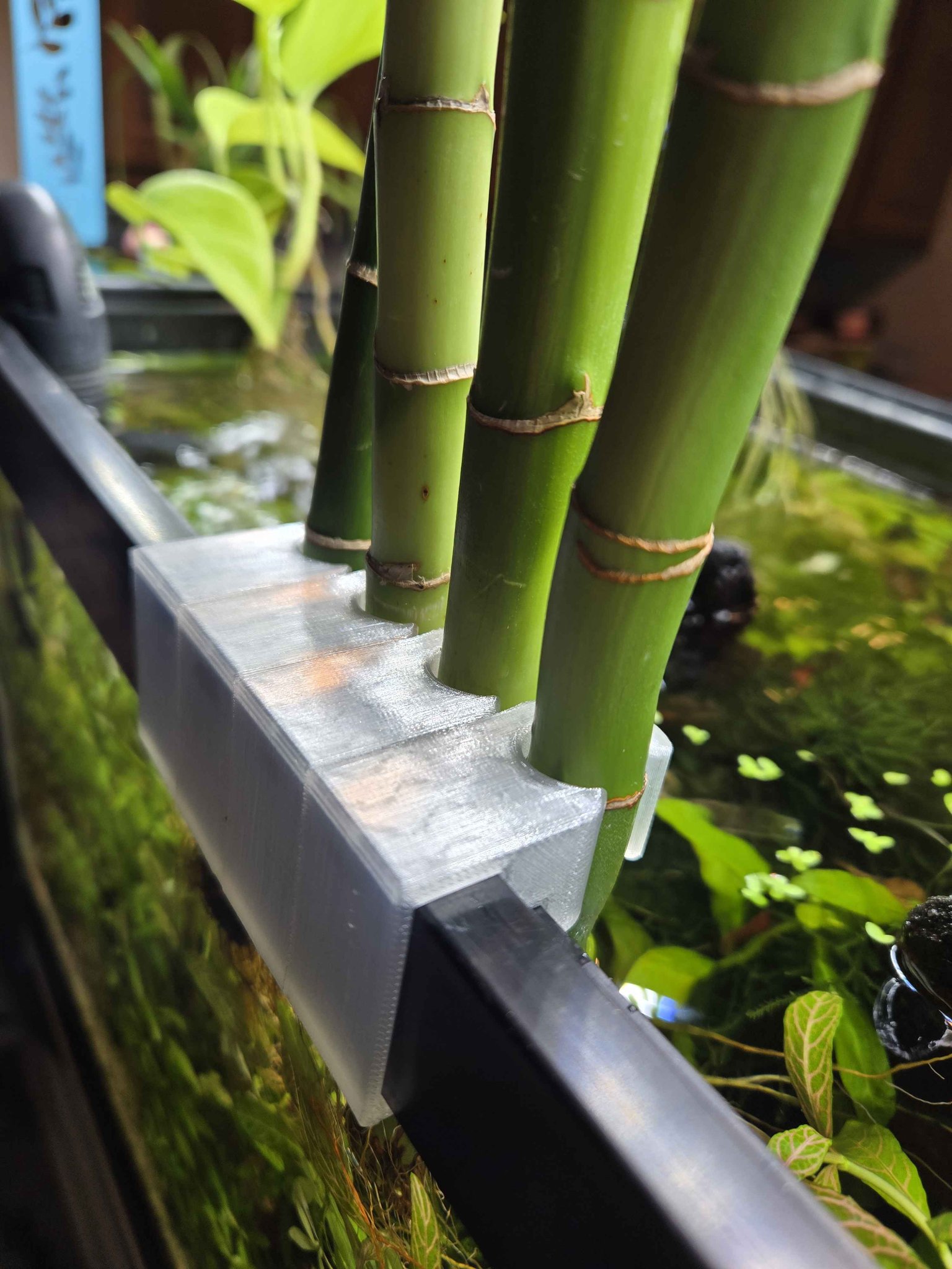 Aquarium Lucky Bamboo Tank Rim Clips Set of 4 - Fish Supplies ...