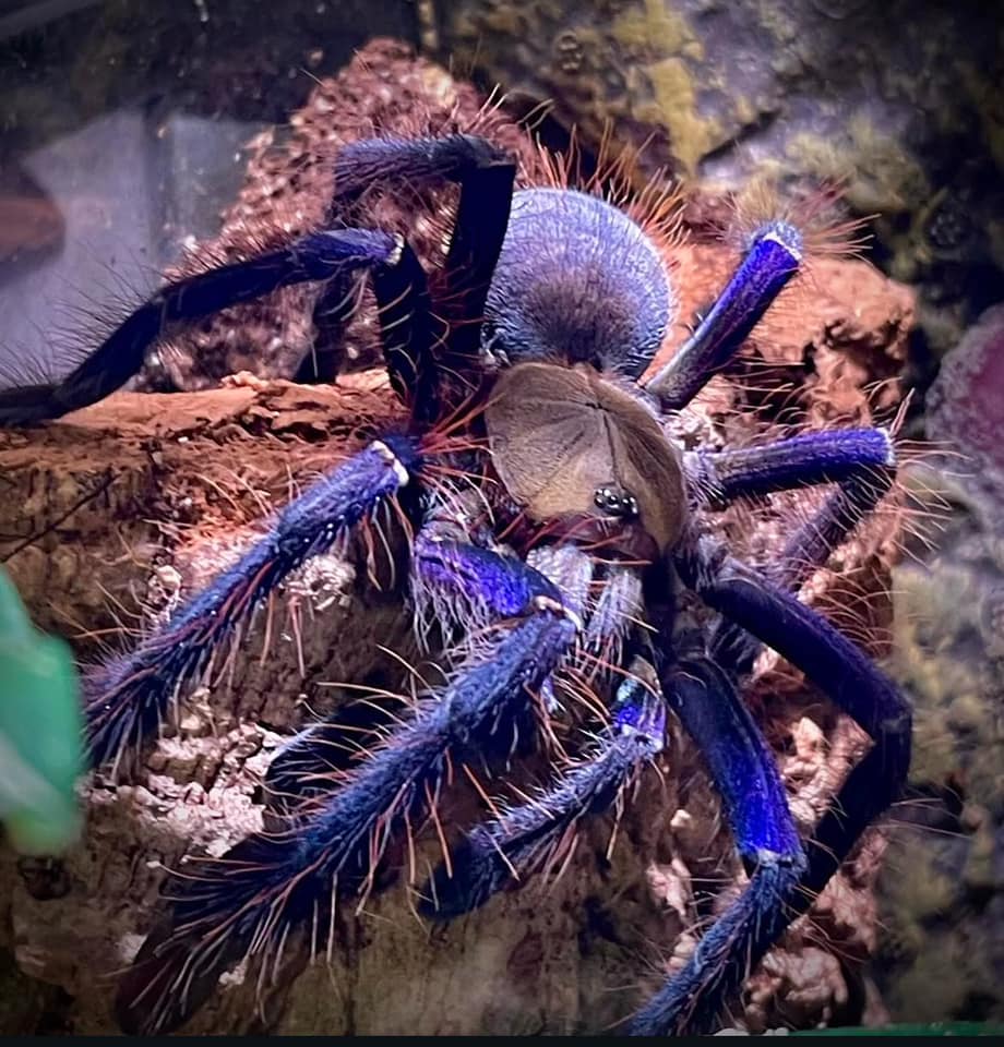 Have you ever seen purple on a tarantula?? Incredible rainbow bird