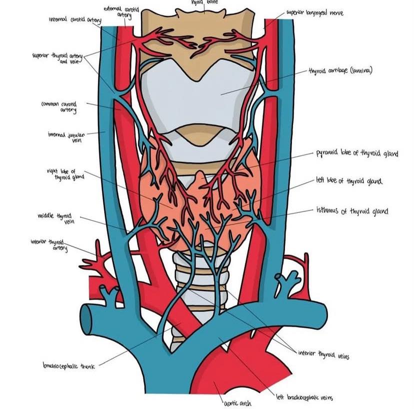 CHEAR SI - Anatomy of Human organs 🩸🧠🦠🧪... | Facebook