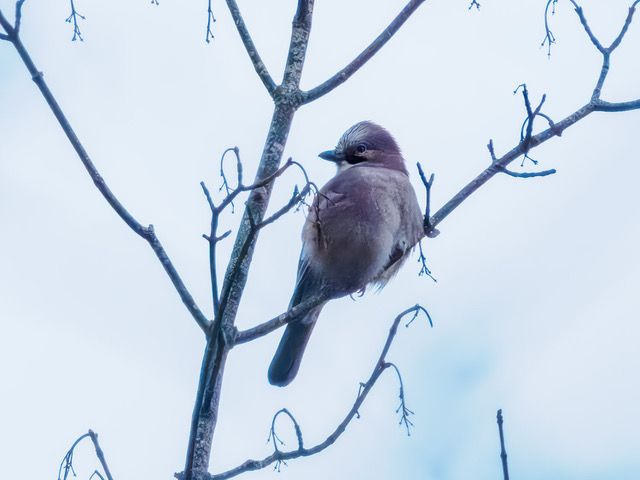 RSPB - The most colourful member of the crow family, a Jay, was seen ...